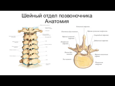 Шейный отдел позвоночника Анатомия