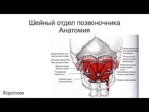 Шейный отдел позвоночника Анатомия Короткие экстензоры шеи