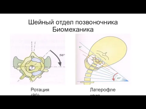 Шейный отдел позвоночника Биомеханика Ротация (80) Латерофлексия