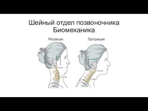 Шейный отдел позвоночника Биомеханика