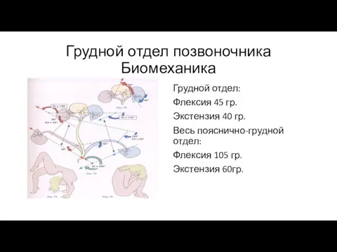 Грудной отдел позвоночника Биомеханика Грудной отдел: Флексия 45 гр. Экстензия