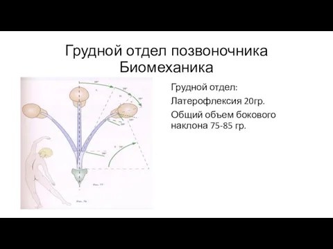 Грудной отдел позвоночника Биомеханика Грудной отдел: Латерофлексия 20гр. Общий объем бокового наклона 75-85 гр.