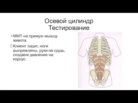 Осевой цилиндр Тестирование ММТ на прямую мышцу живота. Клиент сидит,