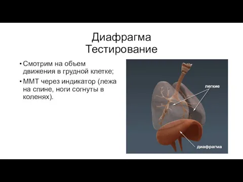 Диафрагма Тестирование Смотрим на объем движения в грудной клетке; ММТ