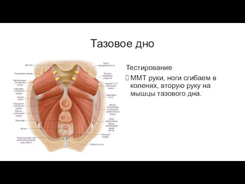 Тазовое дно Тестирование ММТ руки, ноги сгибаем в коленях, вторую руку на мышцы тазового дна.