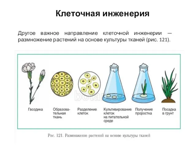 Клеточная инженерия Другое важное направление клеточной инженерии — размножение растений на основе культуры тканей (рис. 121).