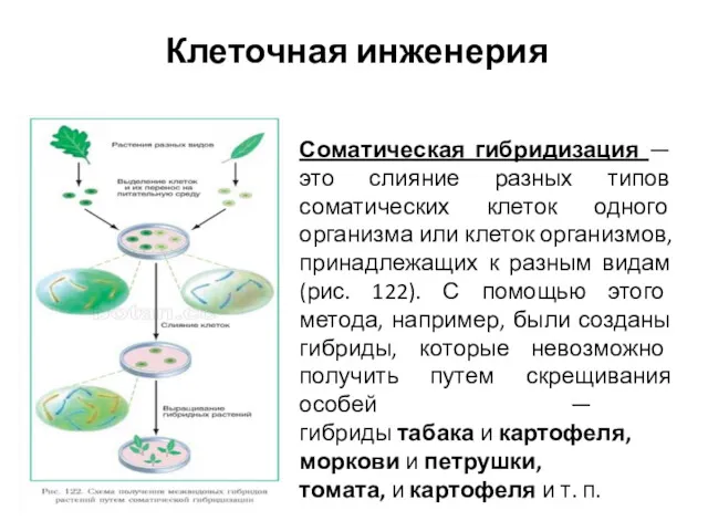 Соматическая гибридизация — это слияние разных типов соматических клеток одного организма или клеток