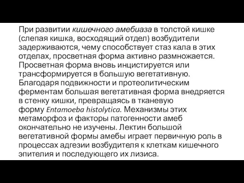 При развитии кишечного амебиаза в толстой кишке (слепая кишка, восходящий