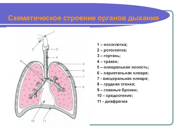Схематическое строение органов дыхания 1 – носоглотка; 2 – ротоглотка;