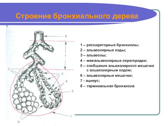 Строение бронхиального дерева 1 – респираторные бронхиолы; 2 – альвеолярные