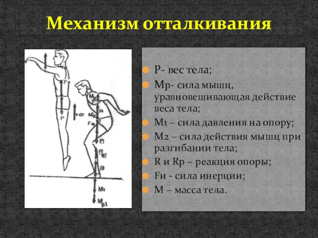 Механизм отталкивания P- вес тела; Mp- сила мышц, уравновешивающая действие
