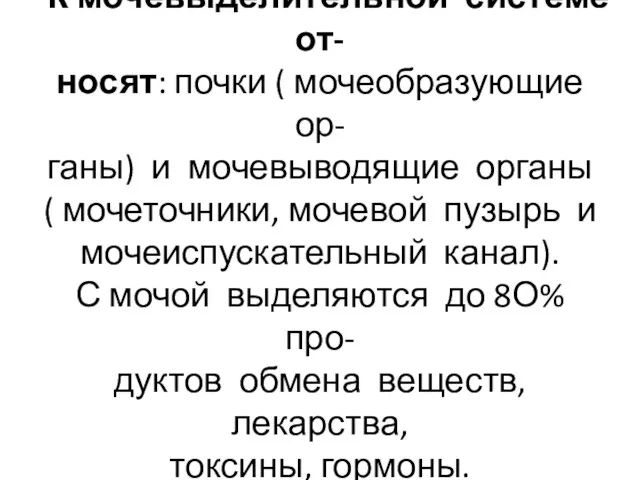 К мочевыделительной системе от- носят: почки ( мочеобразующие ор- ганы)