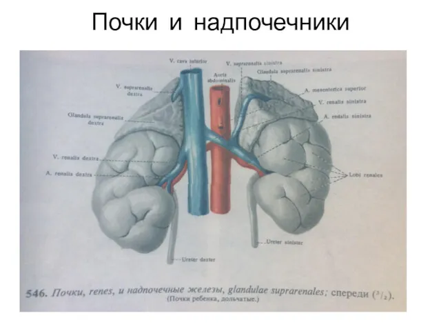 Почки и надпочечники