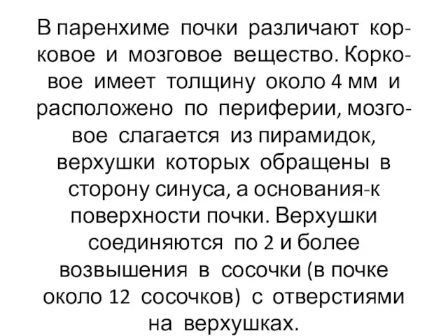 В паренхиме почки различают кор- ковое и мозговое вещество. Корко-