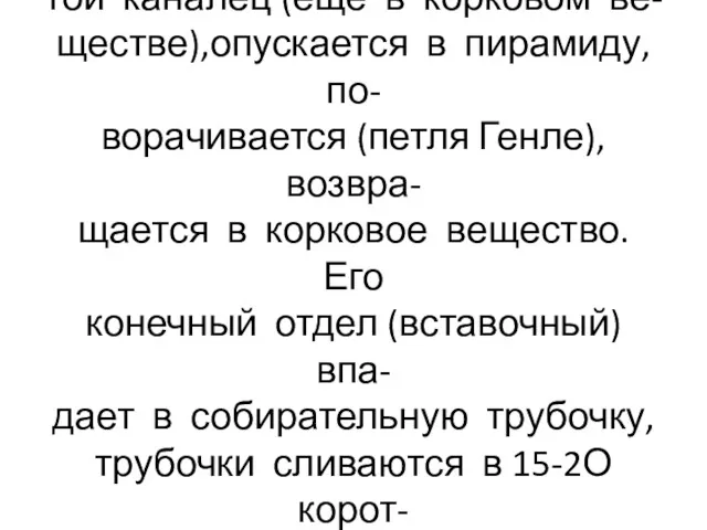 От почечного тельца отходит изви- той каналец (ещё в корковом