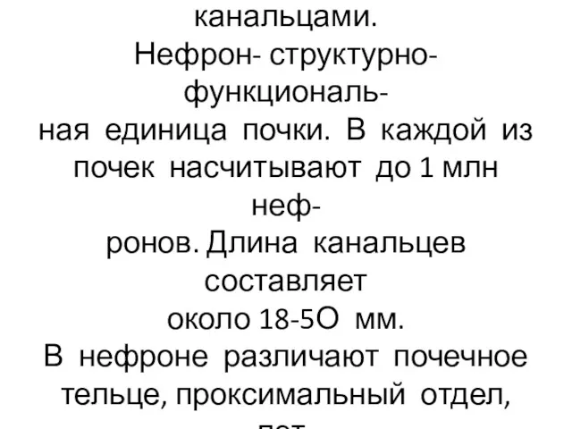 Паренхима почек образована по- чечными тельцами и канальцами. Нефрон- структурно-функциональ-