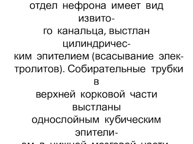 Восходящая часть петли построена как прямой каналец, дистальный отдел нефрона