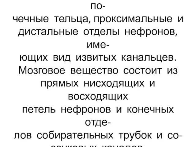 Корковое вещество составляют по- чечные тельца, проксимальные и дистальные отделы