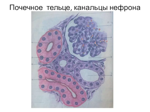 Почечное тельце, канальцы нефрона