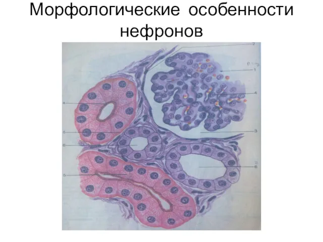 Морфологические особенности нефронов