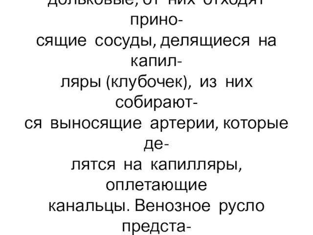 От названных артерий начинаются межпирамидные, дуговые и меж- дольковые, от