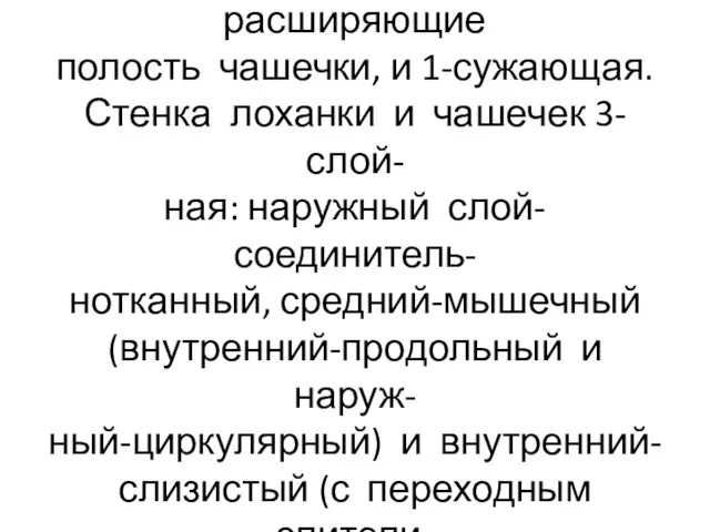 В стенке чашечки выше свода рас- положены 4 мышцы, расширяющие