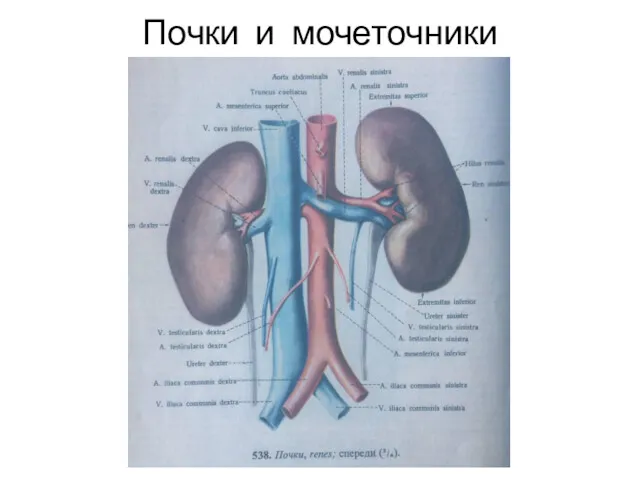 Почки и мочеточники