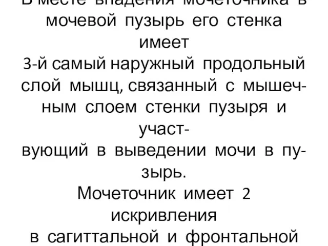 В месте впадения мочеточника в мочевой пузырь его стенка имеет