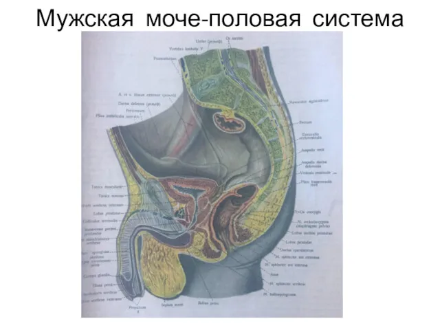 Мужская моче-половая система