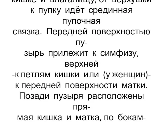 Дно пузыря обращено к прямой кишке и влагалищу, от верхушки