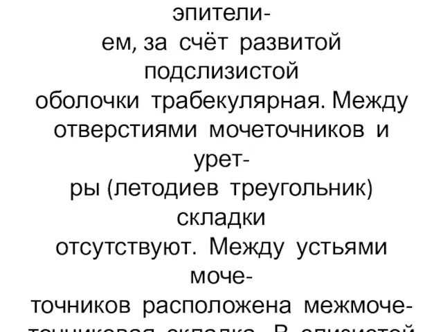 Внутренняя (слизистая) оболочка образована переходным эпители- ем, за счёт развитой