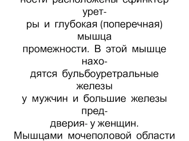 В глубоком пространстве промеж- ности расположены сфинктер урет- ры и