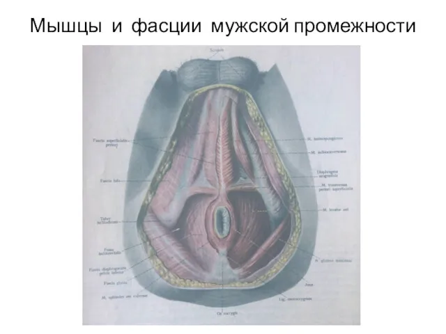 Мышцы и фасции мужской промежности