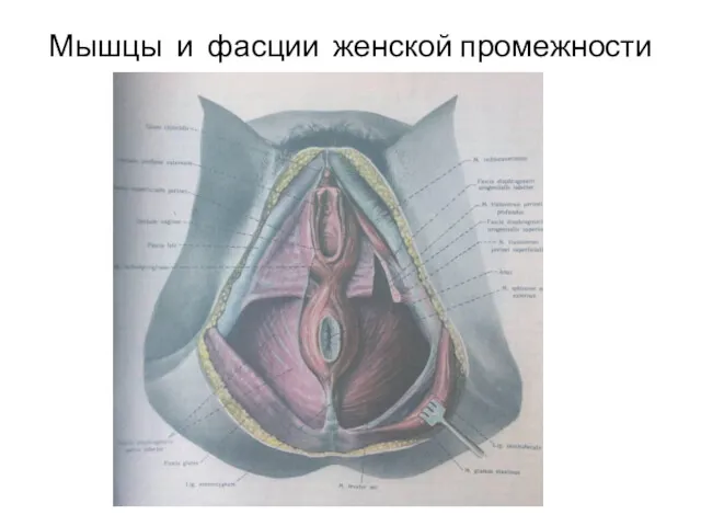 Мышцы и фасции женской промежности