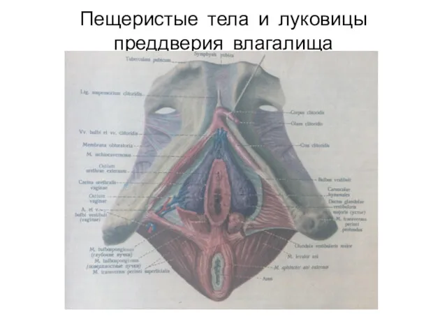 Пещеристые тела и луковицы преддверия влагалища