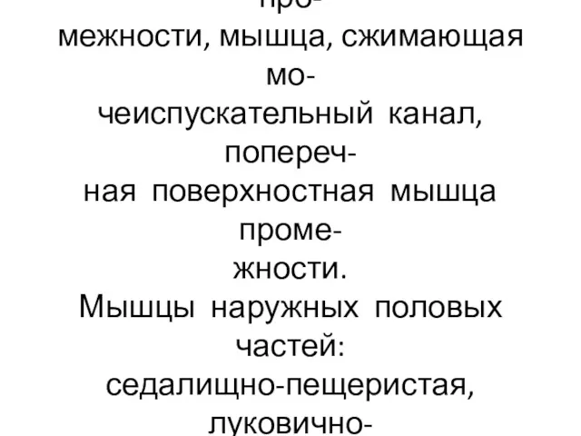 Мышцы мочеполовой диафрагмы: глубокая поперечная мышца про- межности, мышца, сжимающая