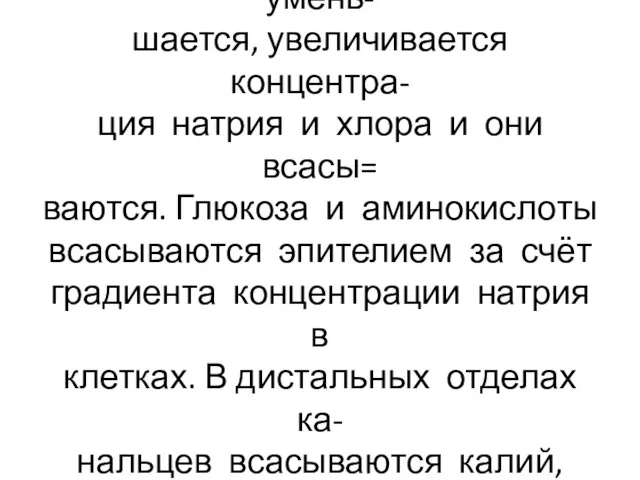 В концевых участках проксималь- ных канальцев объём мочи умень- шается,