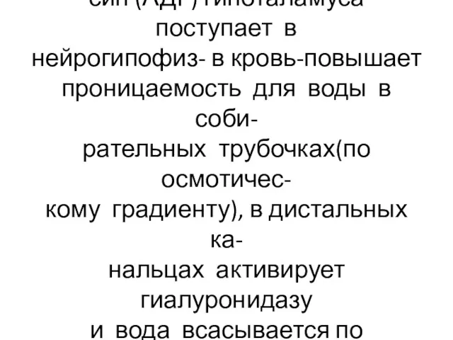 Регуляция реабсорбции: вазопрес- син (АДГ) гипоталамуса поступает в нейрогипофиз- в