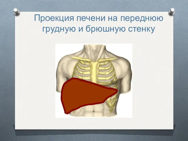 Проекция печени на переднюю грудную и брюшную стенку