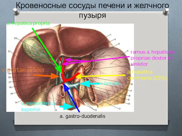 Кровеносные сосуды печени и желчного пузыря a. hepatica communis (25%)