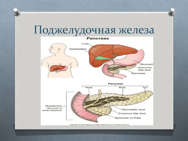 Поджелудочная железа