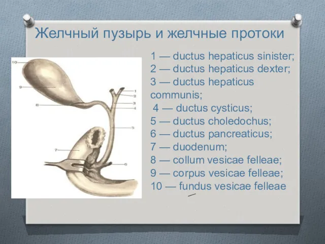 Желчный пузырь и желчные протоки 1 — ductus hepaticus sinister;