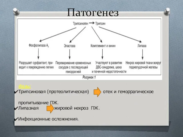 Патогенез Фазы: Трипсиновая (протеолитическая) отек и геморрагическое пропитывание ПЖ. Липазная жировой некроз ПЖ. Инфекционные осложнения.