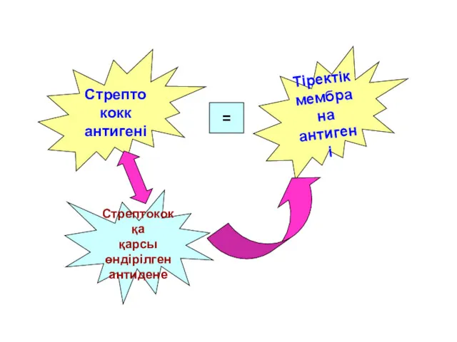 Стрептококк антигені Тіректік мембрана антигені = Стрептококқа қарсы өндірілген антидене