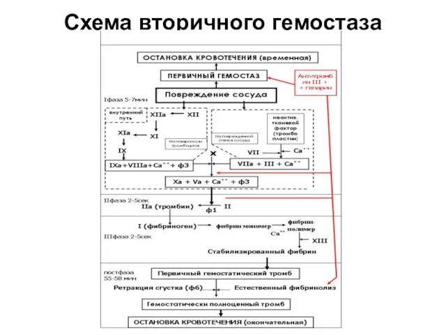 Схема вторичного гемостаза