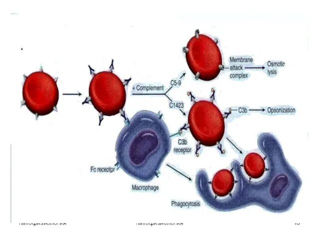 патофизиология патофизиология