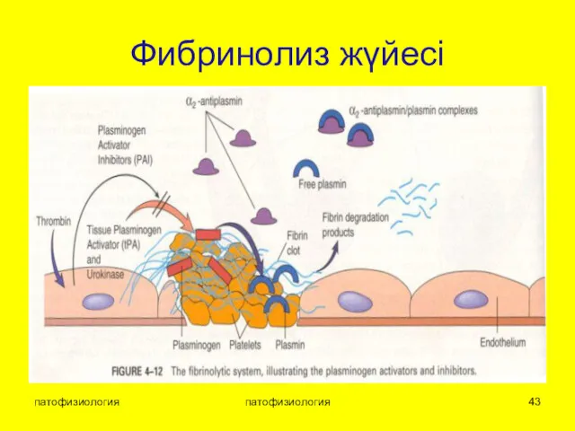 патофизиология патофизиология Фибринолиз жүйесі