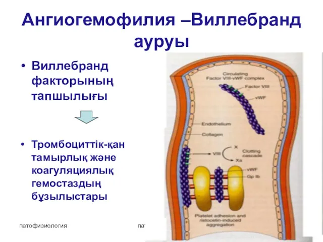 патофизиология патофизиология Ангиогемофилия –Виллебранд ауруы Виллебранд факторының тапшылығы Тромбоциттік-қан тамырлық және коагуляциялық гемостаздың бұзылыстары