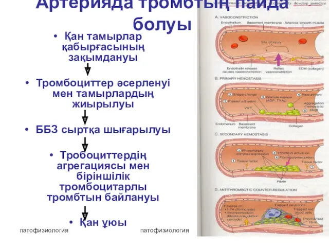 патофизиология патофизиология Қан тамырлар қабырғасының зақымдануы Тромбоциттер әсерленуі мен тамырлардың