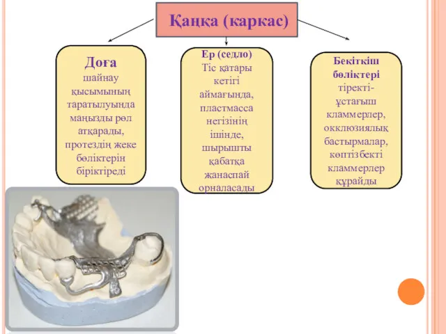 Қаңқа (каркас) Доға шайнау қысымының таратылуында маңызды рөл атқарады, протездің